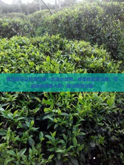 普洱茶能和蒲公英一起泡