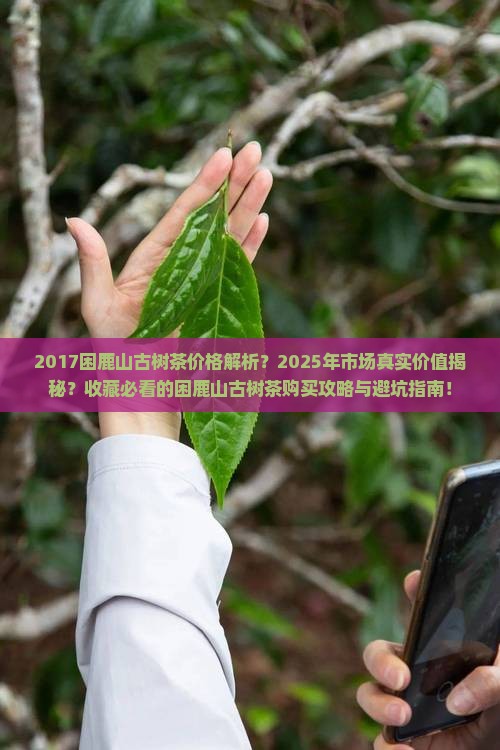 2017困鹿山古树茶价格