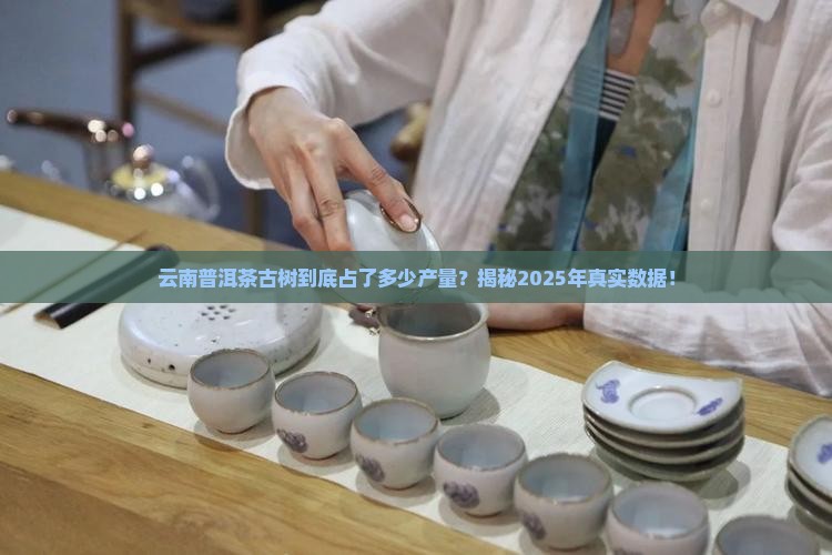 云南普洱茶古树占茶产量