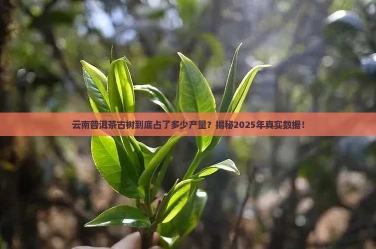 云南普洱茶古树占茶产量