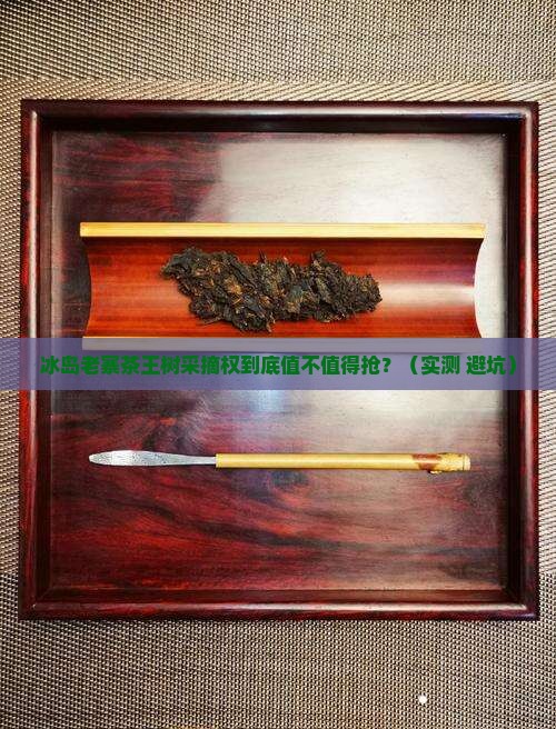 冰岛老寨茶王树采摘权