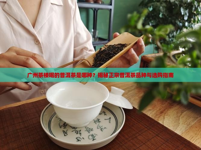 广州茶楼喝的普洱茶是哪种