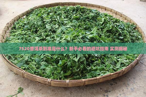 7520普洱茶是什么意思