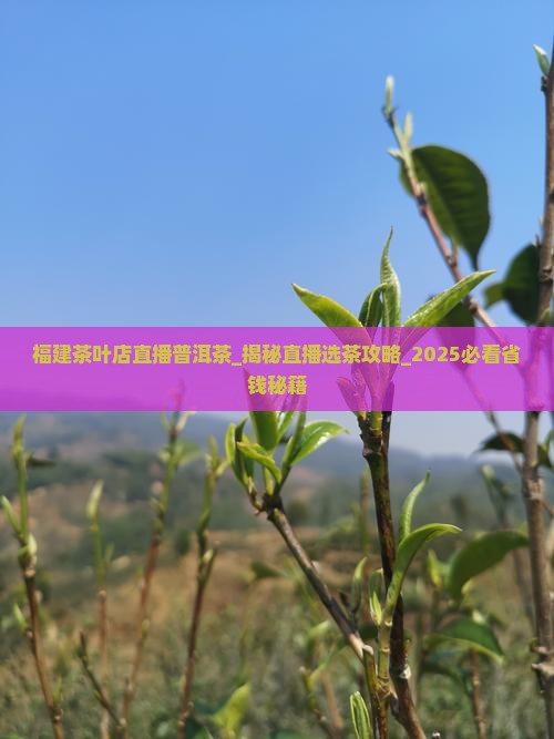 福建茶叶店直播普洱茶