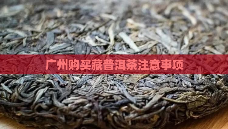 广州购买藏普洱茶注意事项