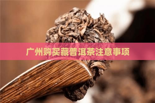 广州购买藏普洱茶注意事项