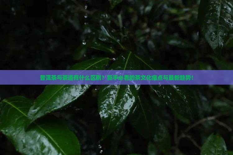 普洱茶与茶道的区别