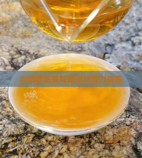 白水清普洱茶的讲座