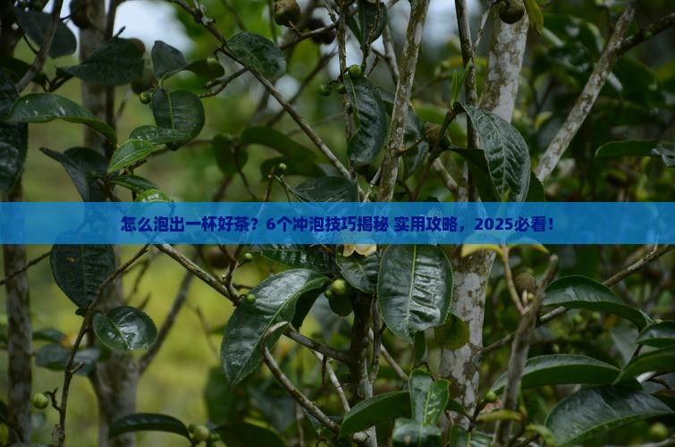 茶叶冲泡技巧六个要点