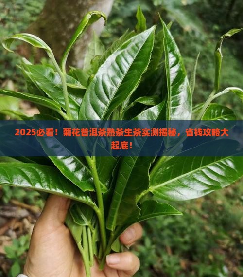 菊花普洱茶熟茶生茶