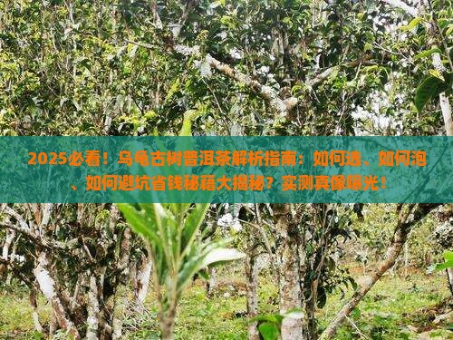 乌龟古树普洱茶