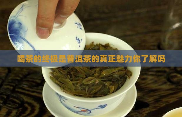 喝茶的终极是普洱