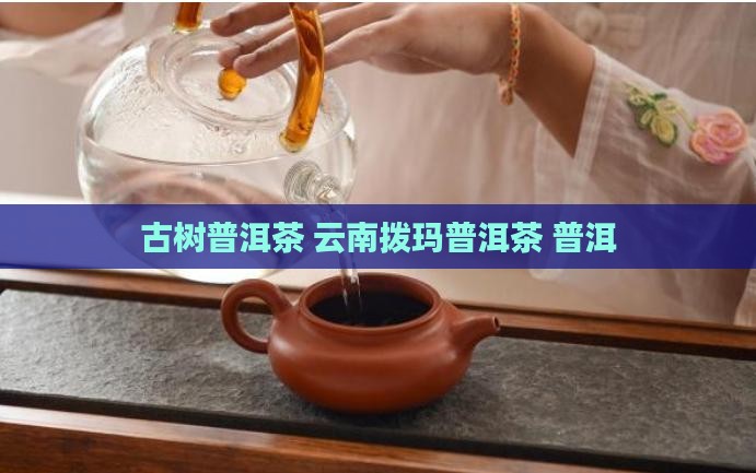 云南拨玛普洱茶
