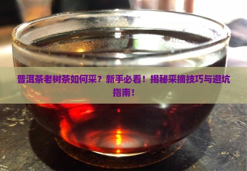 普洱茶老树茶如何采
