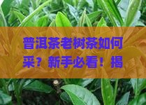 普洱茶老树茶如何采
