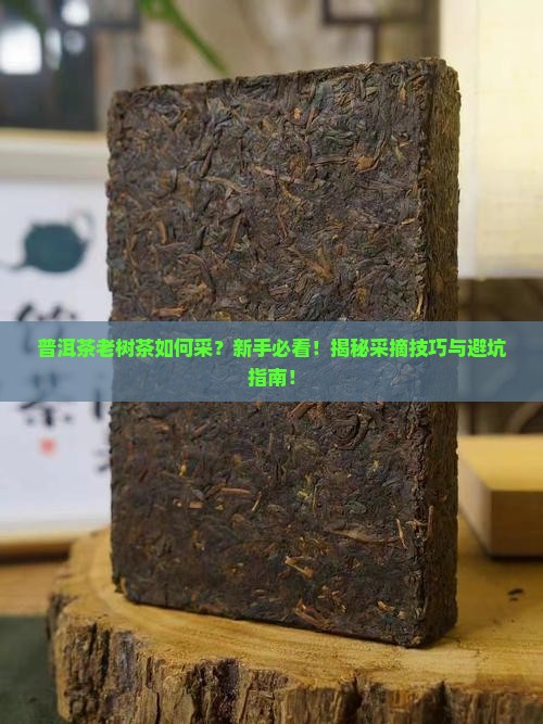 普洱茶老树茶如何采