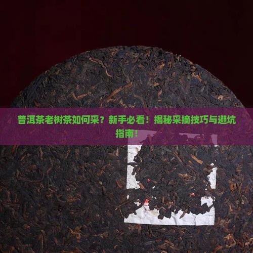 普洱茶老树茶如何采