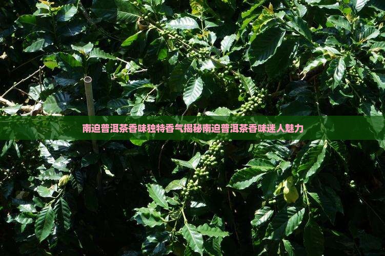 南迫普洱茶香味