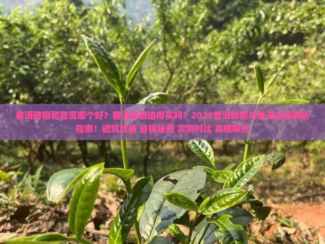 普洱碎银和普洱哪个好些