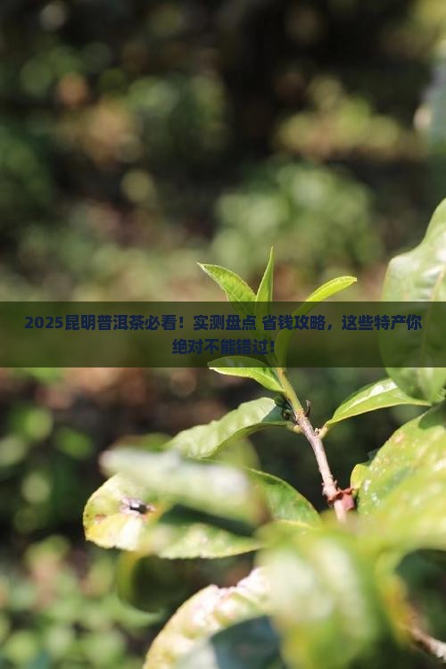 昆明普洱茶特产推荐