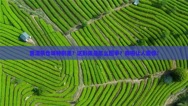 普洱茶仓味特别重