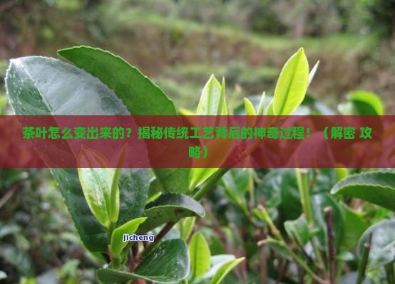茶叶的加工工艺流程是什么