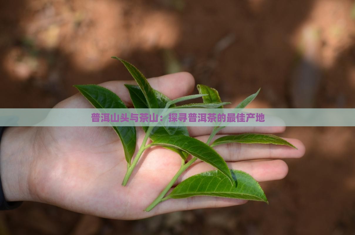 普洱哪个山头的茶好