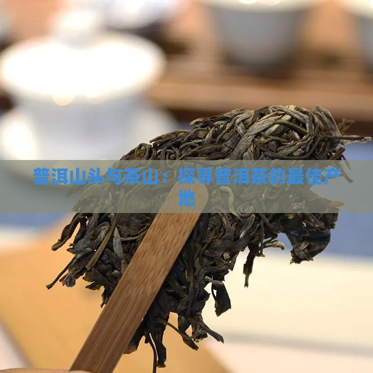 普洱哪个山头的茶好