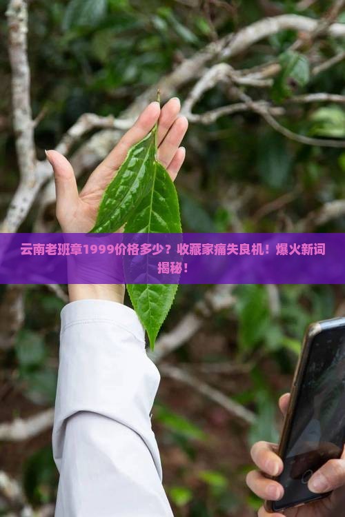 云南老班章1999价格