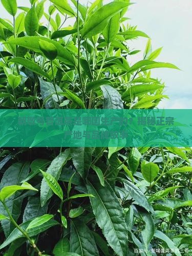朝敬号普洱茶是哪国生产的