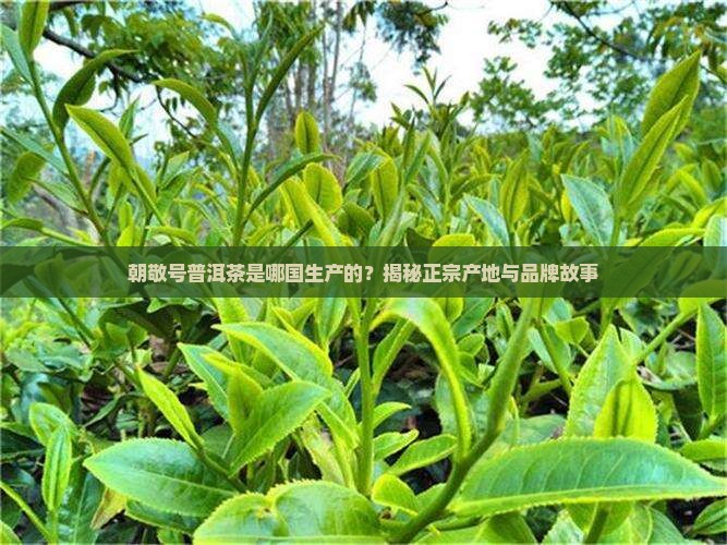 朝敬号普洱茶是哪国生产的