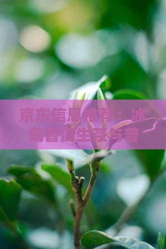 冰岛普洱生茶推荐