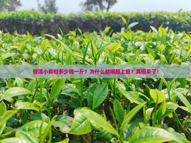 普洱小青柑多少钱一斤