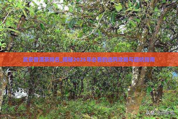 武安普洱茶排名