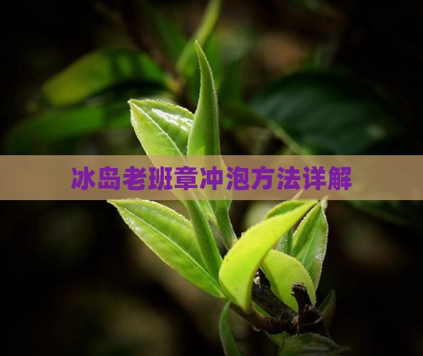 冰岛老班章怎么喝