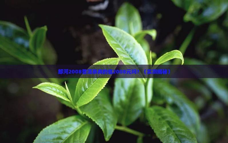 郎河2008普洱茶