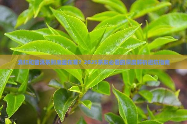 滇红和普洱茶有区别吗
