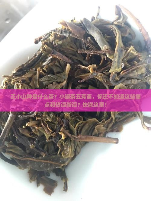 正小山种是什么茶小罐茶五芳斋