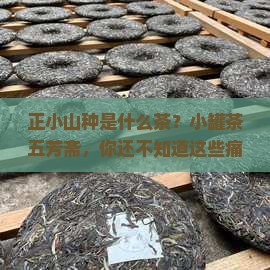 正小山种是什么茶小罐茶五芳斋
