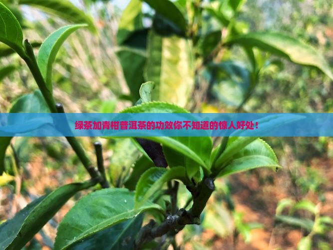 绿茶加青柑普洱茶的功效