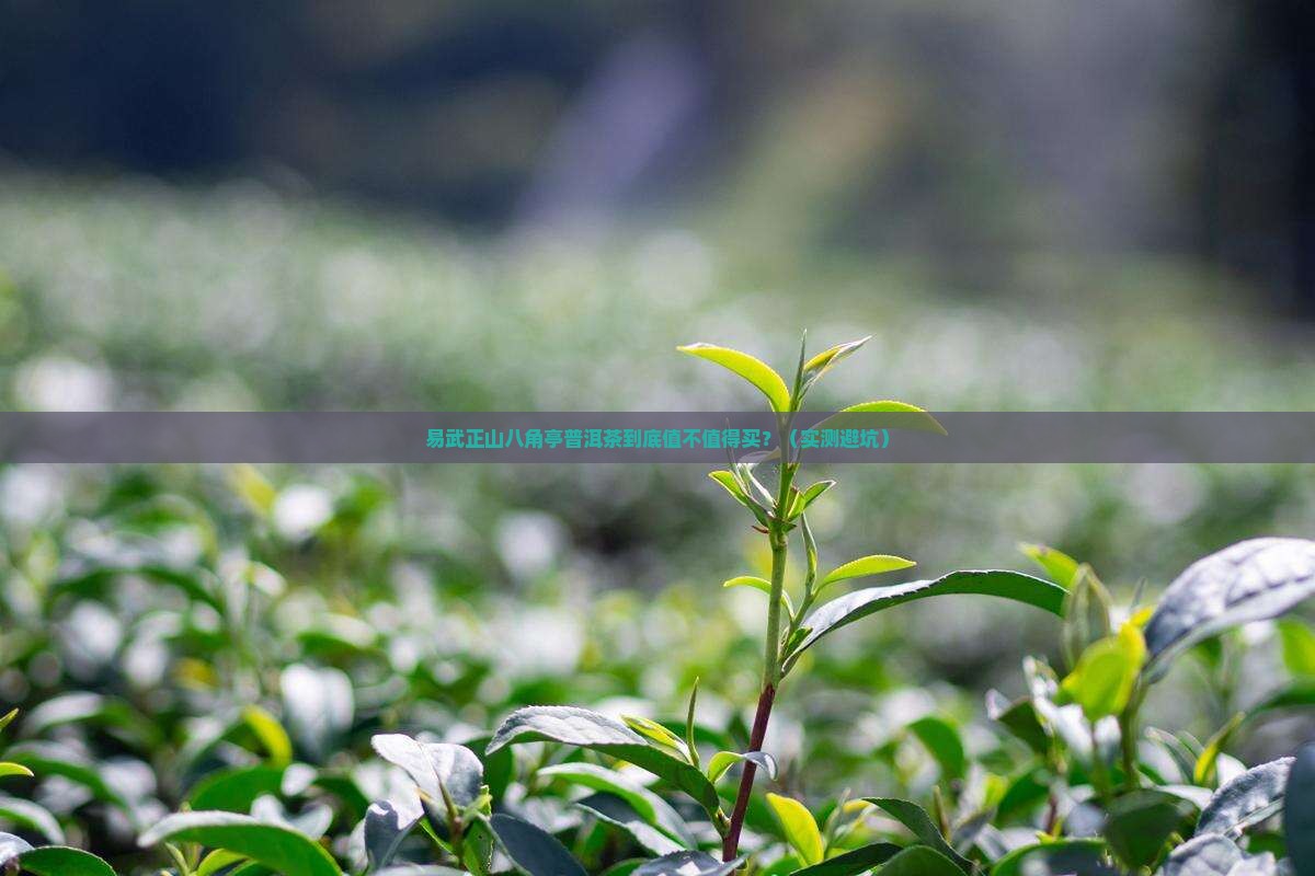 易武正山八角亭普洱茶