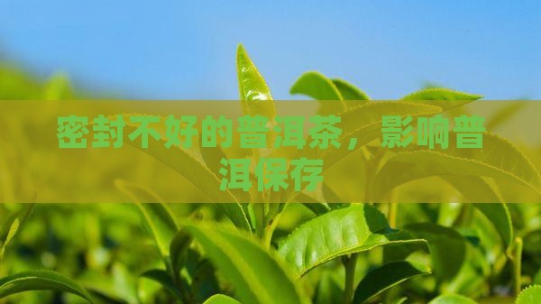 密封不好的普洱茶