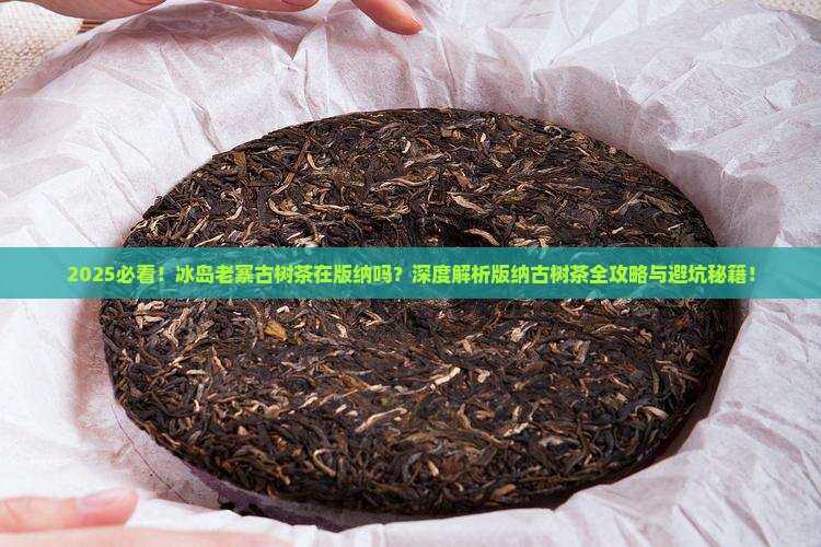 冰岛老寨古树茶在版纳吗