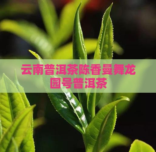 龙园号曼舞陈香普洱茶