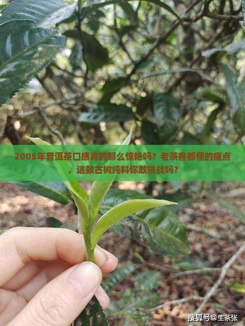 2005年普洱茶口感
