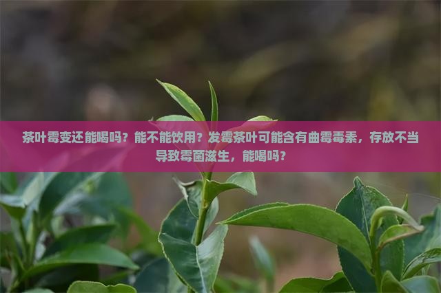 茶叶霉变了还能喝吗