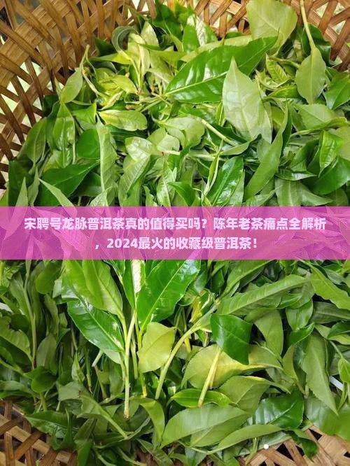 宋聘号龙脉普洱茶