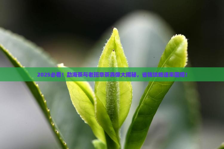 勐海与老班章茶的区别