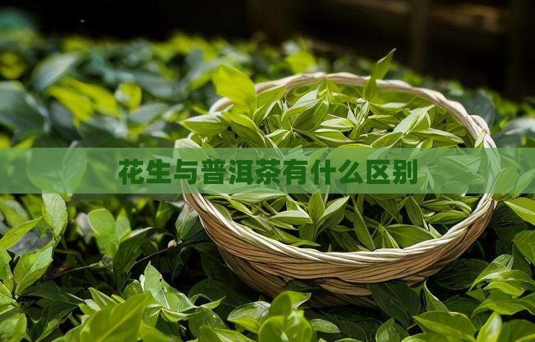 花生与普洱茶有什么区别