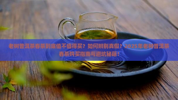 老树普洱茶春茶